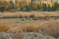 Bull Elk with harem of 36 cows