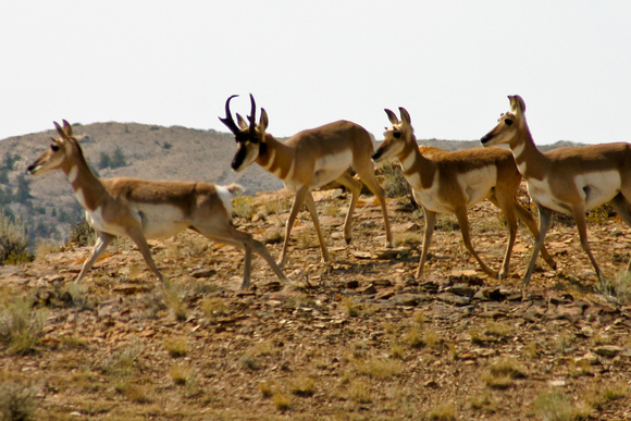 Pronhorn Antelope, Wyoming