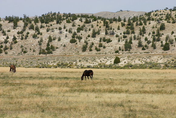 Wild Horses