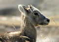 Big Horn Sheep Lamb, Badlands National Park
