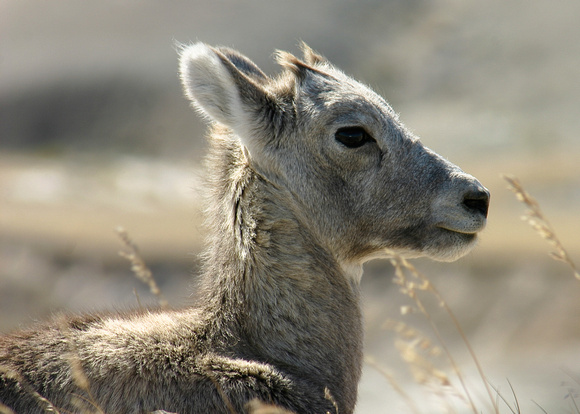 Big Horn Sheep Lamb, Badlands National Park