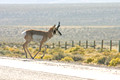 Antelope Crossing