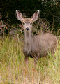 Mule Deer Yearling, Yellowstone National Park