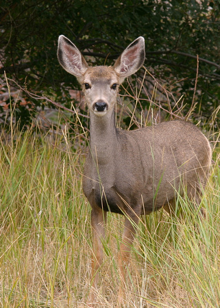 Mule Deer Yearling, Yellowstone National Park