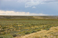 Wild Horses